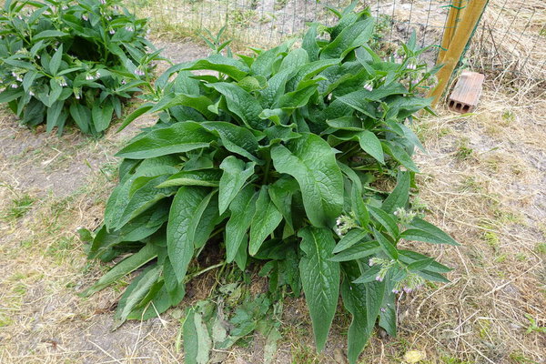 Russian comfrey in the backyard garden. Comfrey booking 14 in bloom medicinal plant