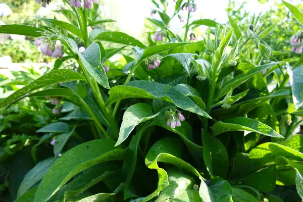 Russian Comfrey Backyard Garden Comfrey Booking Bloom Medicinal Plant — Stock Photo, Image