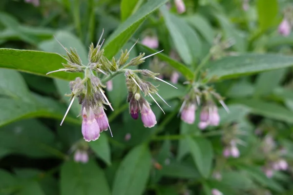 Stock image Russian comfrey in the backyard garden. Comfrey booking 14 in bloom medicinal plant