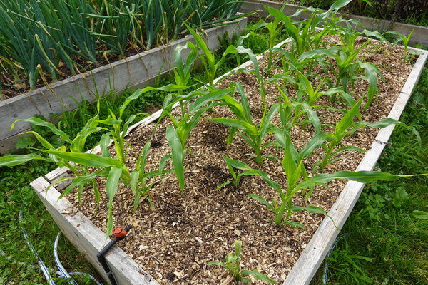Культивирование кукурузы на приподнятых кроватях во дворе сада. Кукурузный завод. кукуруза