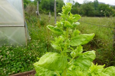 Bahçe bahçesinde pazı yetiştiriyor. İsviçre pazısı tohum toplamak için çiçeğe gider.