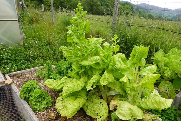 growing chard in the backyard garden. Swiss chard goes up to flower to obtain seeds