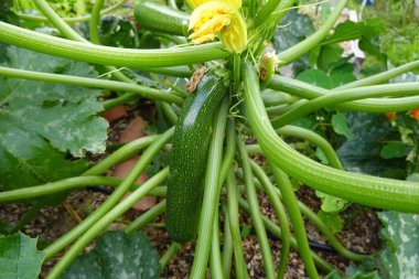 Yükseltilmiş yataklarda kabak yetiştiriciliği. Dikey büyüme için kazıklı kabak. kabak meyvesi.