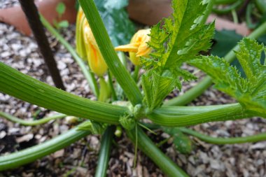 Yükseltilmiş yataklarda kabak yetiştiriciliği. Dikey büyüme için kazıklı kabak. kabak meyvesi.