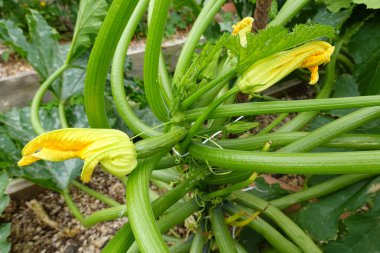 Yükseltilmiş yataklarda kabak yetiştiriciliği. Dikey büyüme için kazıklı kabak. kabak meyvesi.
