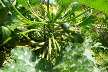 Yükseltilmiş yataklarda kabak yetiştiriciliği. Dikey büyüme için kazıklı kabak. kabak meyvesi.