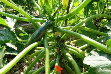 Yükseltilmiş yataklarda kabak yetiştiriciliği. Dikey büyüme için kazıklı kabak. kabak meyvesi.