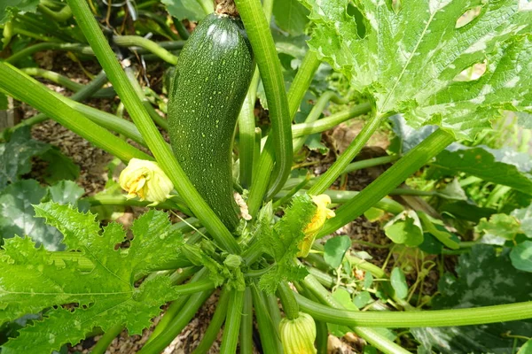 Zucchini Anbau Hochbeeten Zucchini Mit Einsatz Für Vertikales Wachstum Zucchinifrucht — Stockfoto