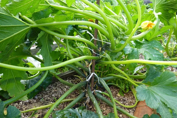 stock image Zucchini cultivation in raised beds. Zucchini with stake for vertical growth. zucchini fruit