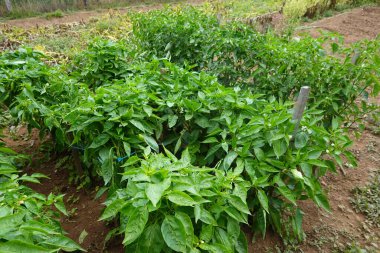 Bahçe bahçesinde yükseltilmiş yatakta biber yetiştiriyorum, biber yetiştiriyorum, biber ekiyorum.