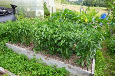 Bahçe bahçesinde yükseltilmiş yatakta biber yetiştiriyorum, biber yetiştiriyorum, biber ekiyorum.