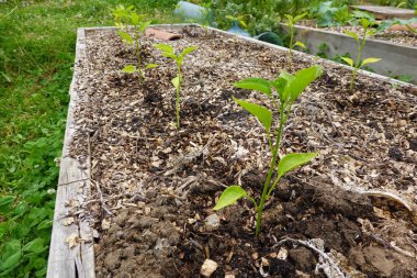 Bahçe bahçesinde yükseltilmiş yatakta biber yetiştiriyorum, biber yetiştiriyorum, biber ekiyorum.