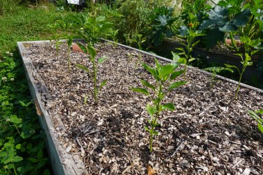 Bahçe bahçesinde yükseltilmiş yatakta biber yetiştiriyorum, biber yetiştiriyorum, biber ekiyorum.