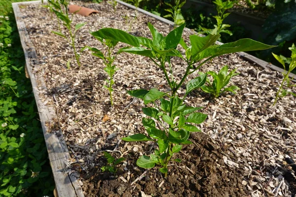 裏庭の庭で育てられたベッドで唐辛子を育て 唐辛子を植える — ストック写真