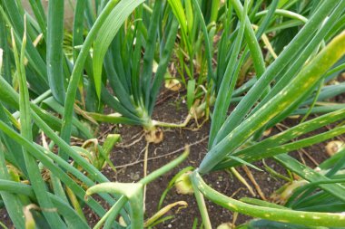 Bahçe bahçesindeki yükseltilmiş yataklarda soğan yetiştirme. Soğan soğanı oluşuyor. yaprak ayrıntısı