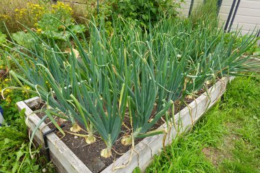 Bahçe bahçesindeki yükseltilmiş yataklarda soğan yetiştirme. Soğan soğanı oluşuyor. yaprak ayrıntısı