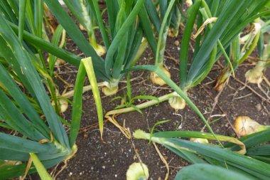 Bahçe bahçesindeki yükseltilmiş yataklarda soğan yetiştirme. Soğan soğanı oluşuyor. yaprak ayrıntısı