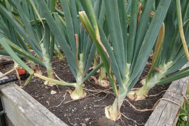 Bahçe bahçesindeki yükseltilmiş yataklarda soğan yetiştirme. Soğan soğanı oluşuyor. yaprak ayrıntısı