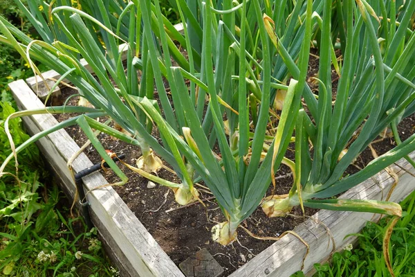 在后院花园的饲养床上种植洋葱 洋葱球茎形成 — 图库照片