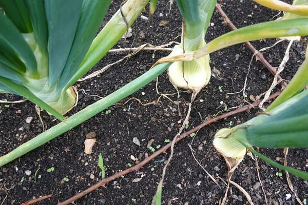 stock image Onion cultivation on raised beds in the backyard garden. onion bulb forming. leaf detail