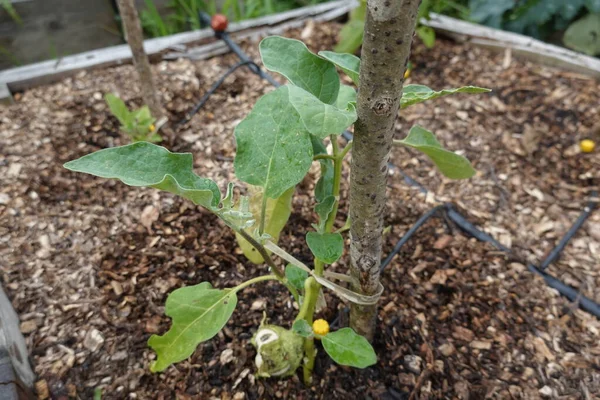 stock image Growing eggplant in raised beds in the backyard. eggplant plant growing. eggplant flower detail