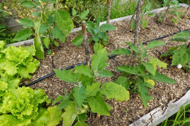 Arka bahçedeki yükseltilmiş yataklarda patlıcan yetiştiriyor. Patlıcan yetişiyor. patlıcan çiçeği detayı