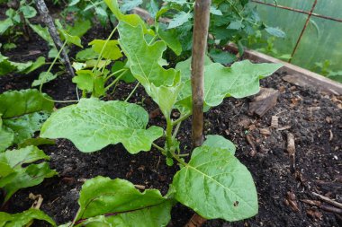 Arka bahçedeki yükseltilmiş yataklarda patlıcan yetiştiriyor. Patlıcan yetişiyor. patlıcan çiçeği detayı