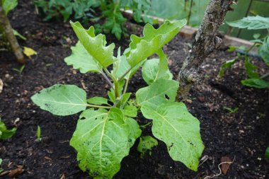 Arka bahçedeki yükseltilmiş yataklarda patlıcan yetiştiriyor. Patlıcan yetişiyor. patlıcan çiçeği detayı