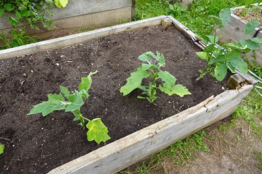 Arka bahçedeki yükseltilmiş yataklarda patlıcan yetiştiriyor. Patlıcan yetişiyor. patlıcan çiçeği detayı