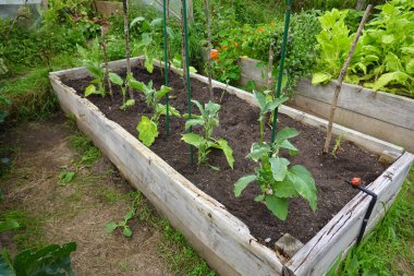 Arka bahçedeki yükseltilmiş yataklarda patlıcan yetiştiriyor. Patlıcan yetişiyor. patlıcan çiçeği detayı