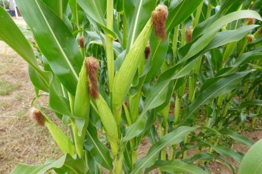 Mısır ekimi, mısır tarlasında hasat edilecek mısır koçanları. cob detayı