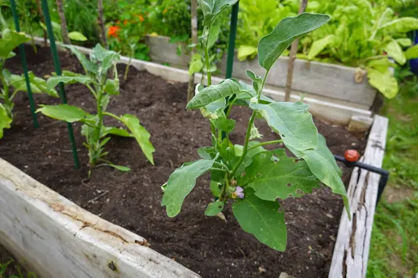Growing Eggplant Raised Beds Backyard Eggplant Plant Growing Eggplant Flower — Stock Photo, Image