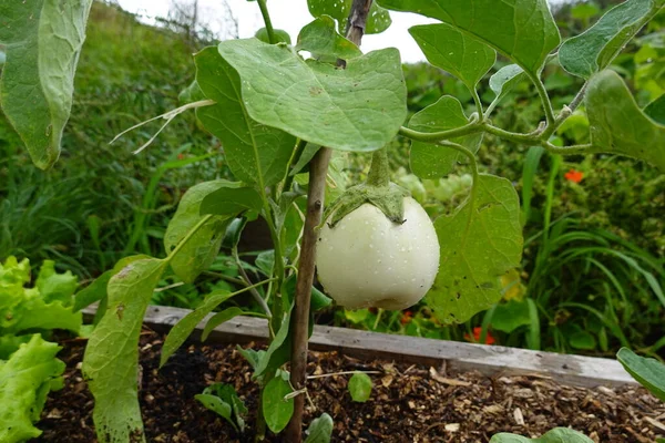 Growing eggplant in raised beds in the backyard. white eggplant plant to harvest