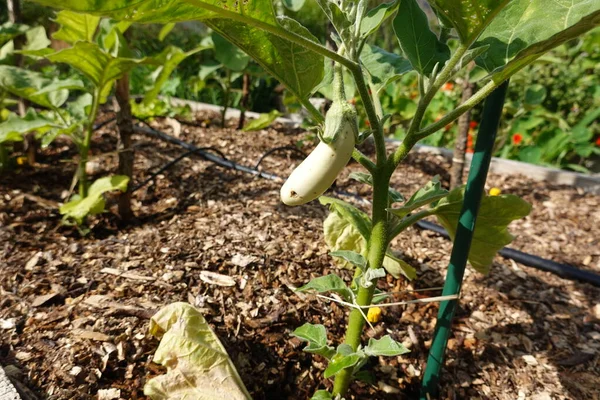 Growing eggplant in raised beds in the backyard. white eggplant plant to harvest