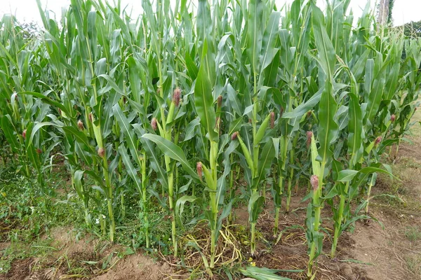 トウモロコシの栽培 トウモロコシのコブはトウモロコシ畑で収穫する コブディテール — ストック写真