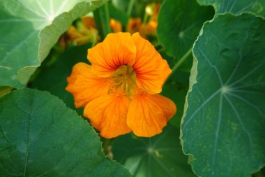 Arka bahçedeki bahçedeki nasturtium bitkisi. Bahçe bitkileri, polenler için nasturtium çiçeği.