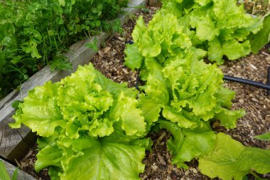 Bahçede marul yetiştiriyor. Yerde marul çeşitleri var. kıvırcık salata