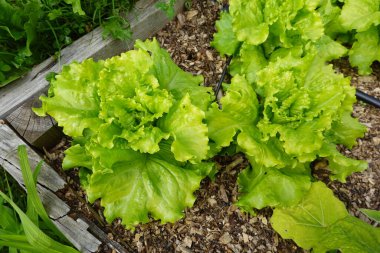 Bahçede marul yetiştiriyor. Yerde marul çeşitleri var. kıvırcık salata
