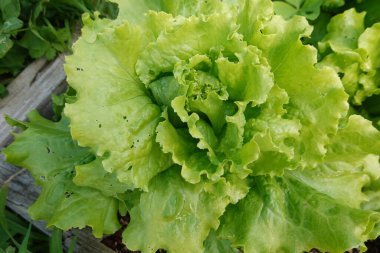 Bahçede marul yetiştiriyor. Yerde marul çeşitleri var. kıvırcık salata