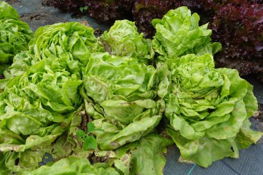 Bahçede marul yetiştiriyor. Yerde marul çeşitleri var. kıvırcık salata