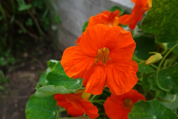 裏庭の庭に植えられてる 庭の植物 受粉者のための厄介なルチウムの花 — ストック写真