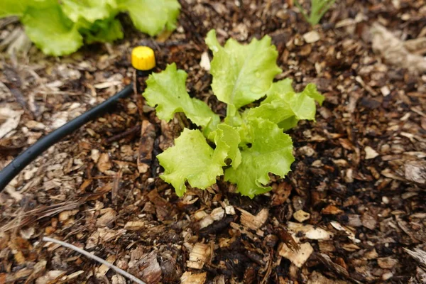 Growing Lettuce Backyard Garden Lettuce Varieties Ground Lettuce Growing — Stock Photo, Image