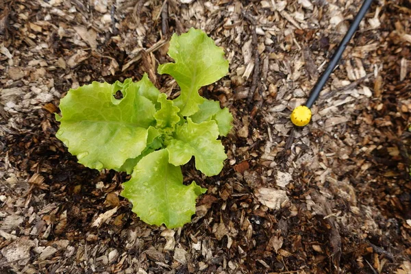Growing Lettuce Backyard Garden Lettuce Varieties Ground Lettuce Growing — Stock Photo, Image