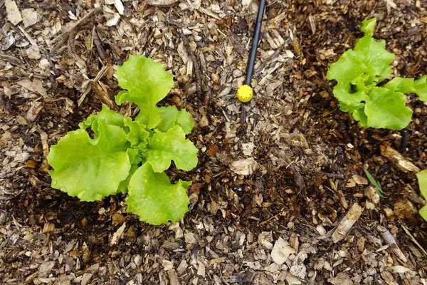 Pěstování Salátu Dvorku Zahrady Odrůdy Salátu Zemi Pěstování Salátu — Stock fotografie