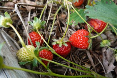 Tahta bir kutuda olgun kırmızı çilekler