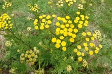 tansy flower, sağlık için tıbbi bitki, yabani bitki