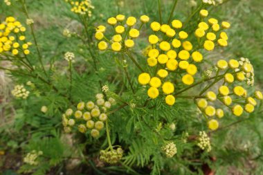 tansy flower, sağlık için tıbbi bitki, yabani bitki