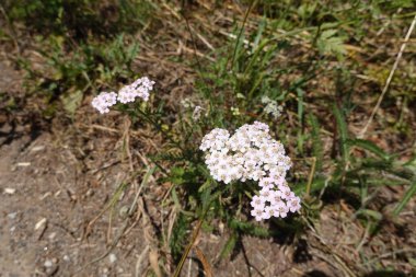 yarrow çiçeği, ormandaki şifalı bitki, yabani bitki ayrıntıları.