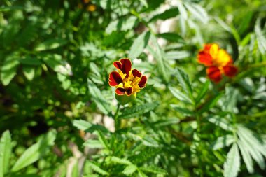 Tagete çiftliği arka bahçede. Tagete Patula Çiçeği bahçede. Çiçekler arıları çeker