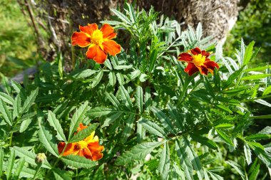 Tagete çiftliği arka bahçede. Tagete Patula Çiçeği bahçede. Çiçekler arıları çeker